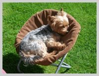 dog in a chair at old oaks