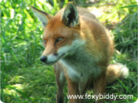 Fox
